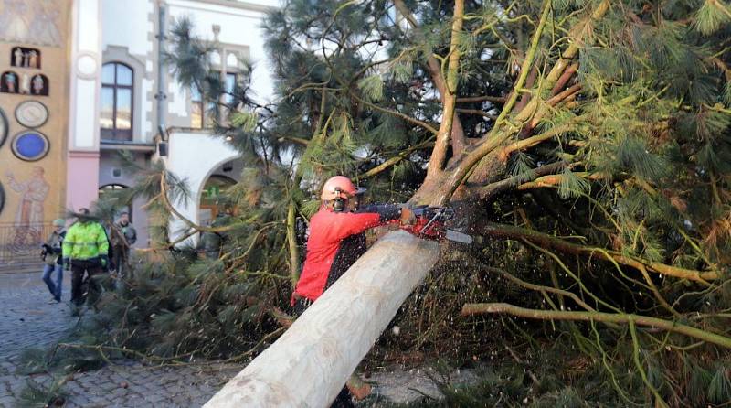 Kácení vánoční borovice na olomouckém Horním náměstí