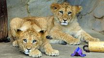 Křest malých lvů berberských v olomoucké zoo 