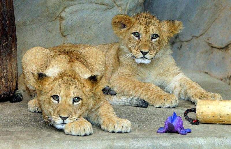 Křest malých lvů berberských v olomoucké zoo 