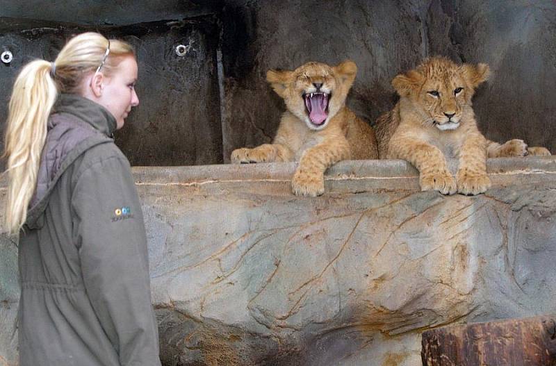 Markéta Konvičková křtila malé lvy berberské v olomoucké zoo 