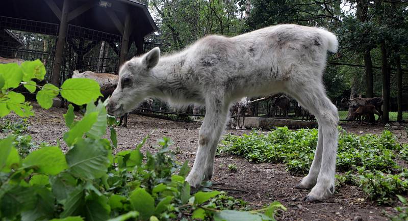 Letošní mláďata v Zoo Olomouc. SOB POLÁRNÍ (Rangifer tarandus)