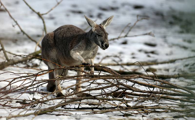 Uzavřená Zoo Olomouc na začátku února 2021