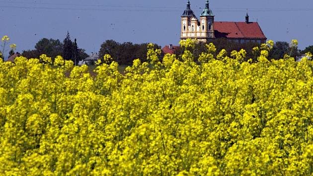 Na Hané kvete řepka olejná – všude