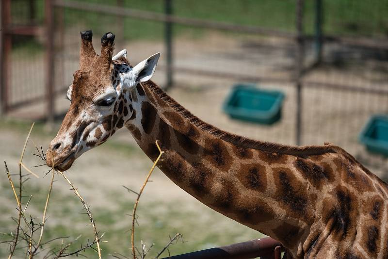 Hezké počasí a bezpočet čerstvě narozených mláďat jsou výzvou k procházce po zoo.