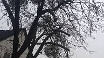 Jmelí bílé je nejen symbolem adventu, posvátná rostlina, ale také poloparazit, který v Olomouckém kraji napadá stále více stromů. Na snímku jabloň v zahradě u rodinného domu v Mohelnici.