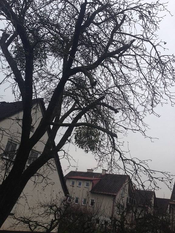 Jmelí bílé je nejen symbolem adventu, posvátná rostlina, ale také poloparazit, který v Olomouckém kraji napadá stále více stromů. Na snímku jabloň v zahradě u rodinného domu v Mohelnici.