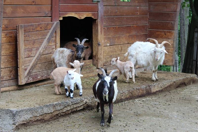 Zoo Olomouc těsně před lockdownem