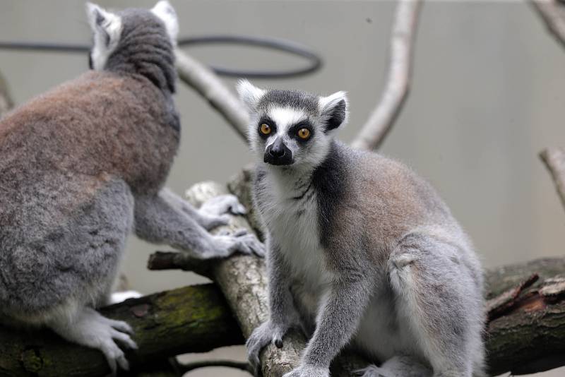 Letošní mláďata v Zoo Olomouc. LEMUR KATA (Lemur catta)