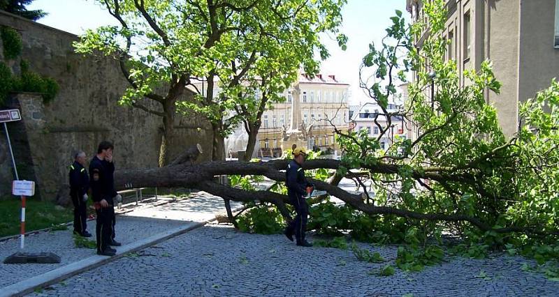 Větrem narušený strom u šternberského gymnázia museli pokácet