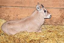 V olomoucké zoo se oryxům letos narodilo už šest mláďat.  Zoo patří k nejúspěšnějším chovatelům této antilopy v Evropě.