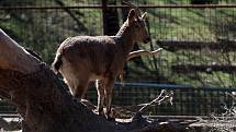 Zoologická zahrada Olomouc v době nouzového stavu