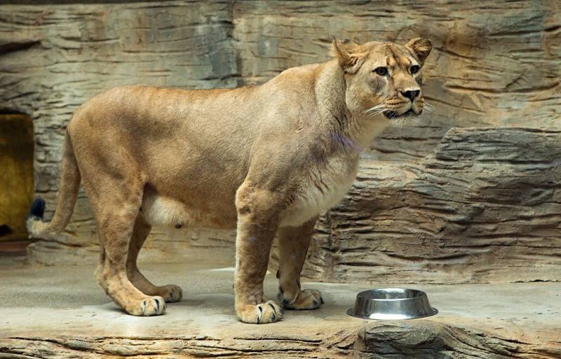 Lvíčata Basty a Terry v olomoucké zoo