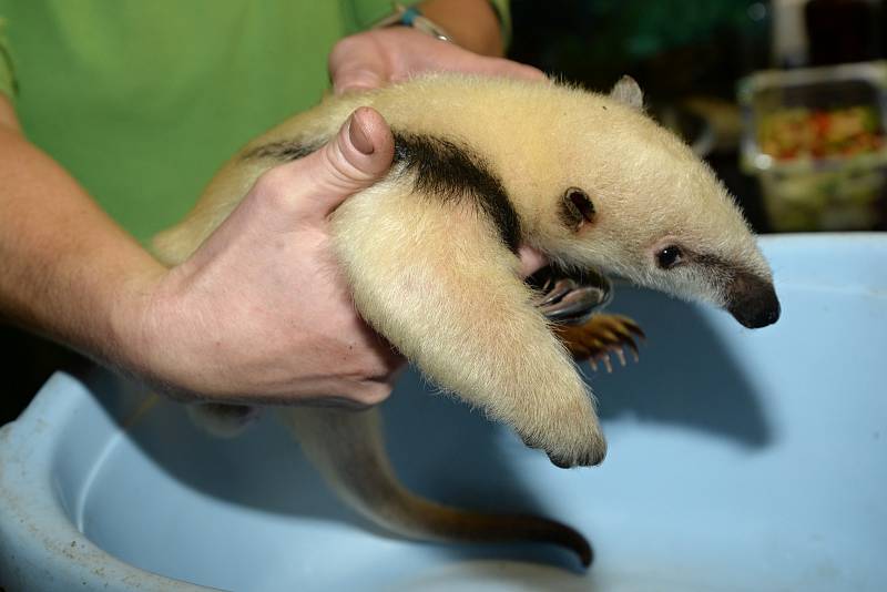 Zoo Olomouc se pyšní v pořadí 10. mládětem mravenečníka čtyřprstého.