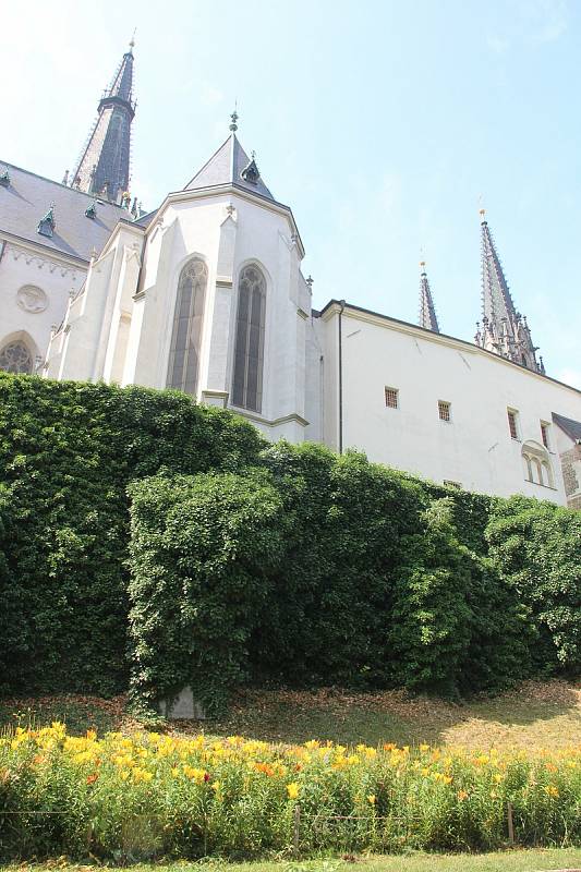 V parku pod katedrálou svatého Václava v těchto dnech do dálky září záhon barevných lilií.