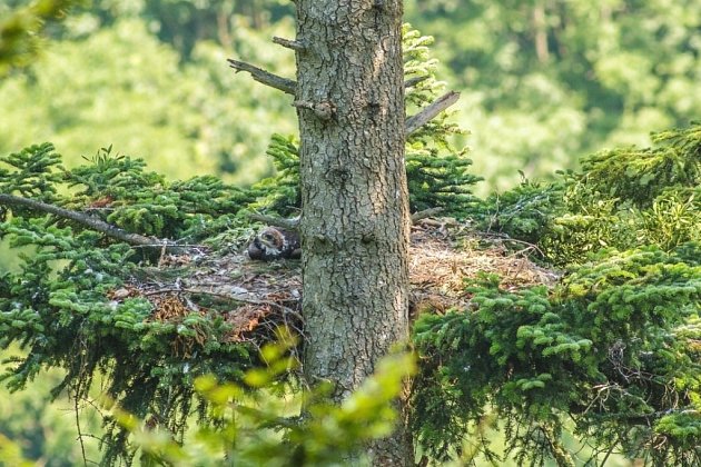 Fotografie pořízená na Libavé před týdnem (9.července) zachycuje letošní mládě orla skalního, Báru, jak odpočívá na hnízdě.