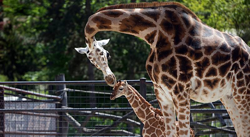 Žirafátko Sarifa narozené 26. dubna 2020 v olomoucké zoo