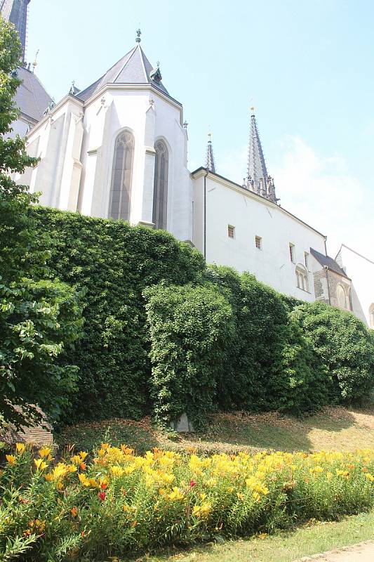 V parku pod katedrálou svatého Václava v těchto dnech do dálky září záhon barevných lilií.