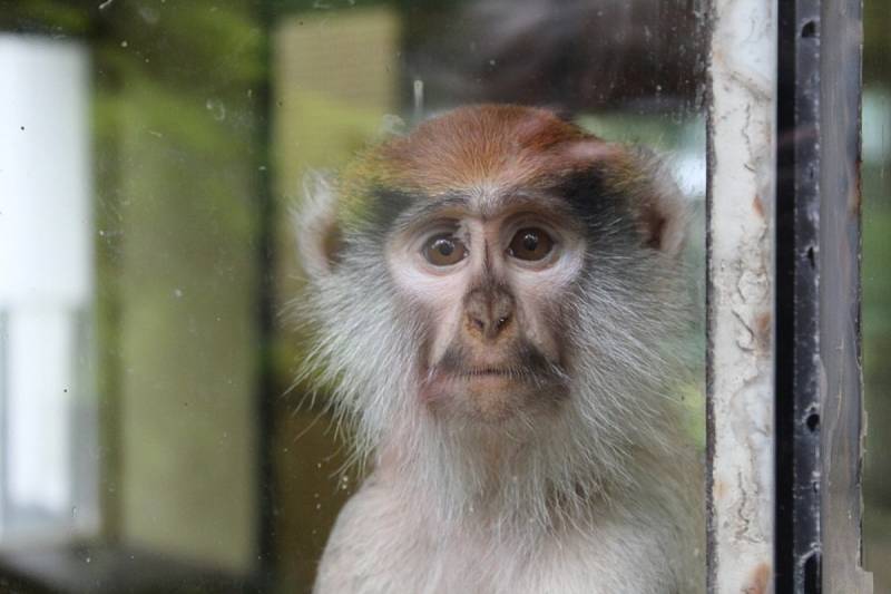 Zoo Olomouc těsně před lockdownem