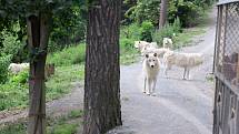 Safari Amerika v olomoucké zoo na Svatém Kopečku, 17. 6. 2020