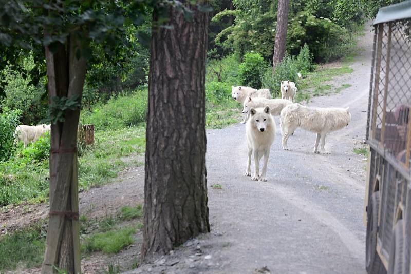 Safari Amerika v olomoucké zoo na Svatém Kopečku, 17. 6. 2020