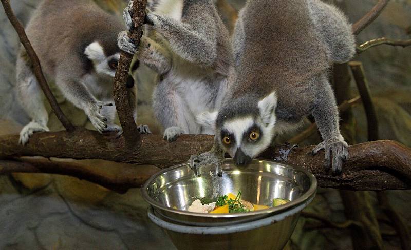Krmení lemurů v olomoucké zoo