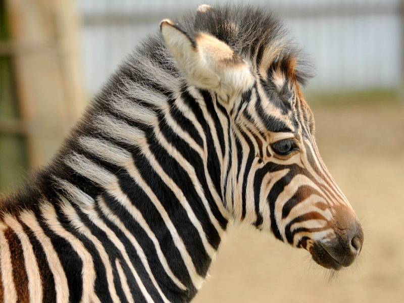 Mládě zebry, Titilayo, což v registru afrických jmen znamená „štěstí je věčné“ se poprvé na svět podívala 6. listopadu.