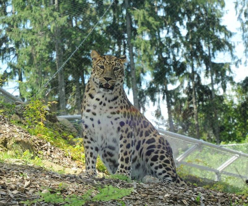 Nový výběh pro levharty mandžuské v olomoucké zoo