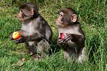 V olomoucké zoo se narodila další dvě mláďata makaků, červenec 2021