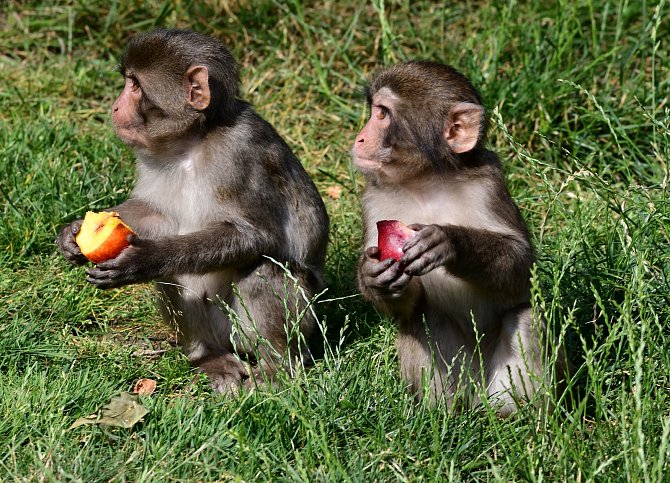 V olomoucké zoo se narodila další dvě mláďata makaků, červenec 2021