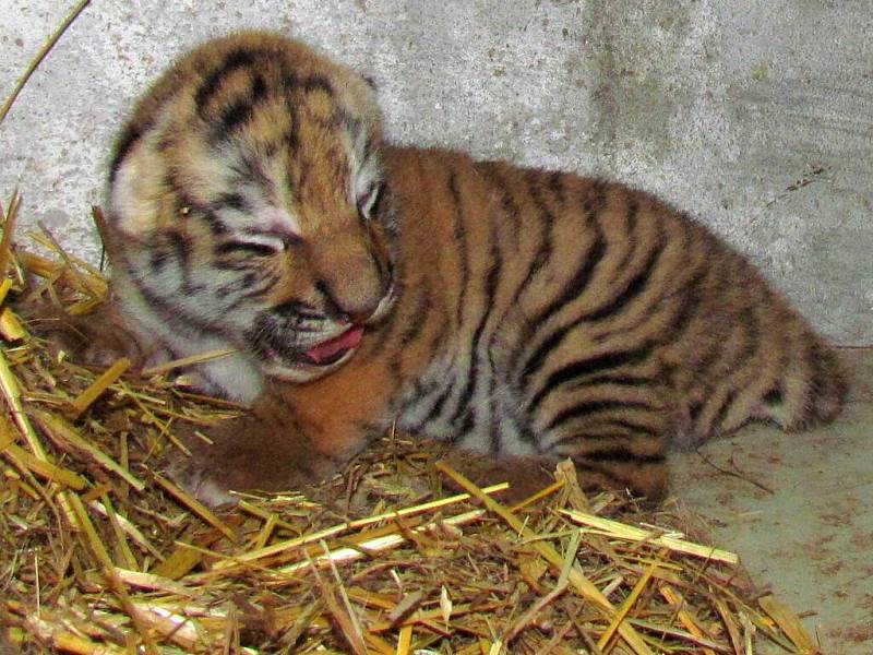 Mládě tygra ussurijského v olomoucké zoo