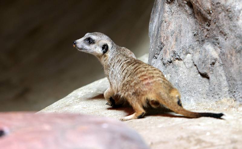 Hrabáč kapský, surikaty, veverka kapská jsou obyvateli nového pavilonu Kalahari v ZOO Olomouc na Svatém Kopečku.