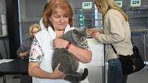 Výstaviště Flora - výstava koček prosinec 2022