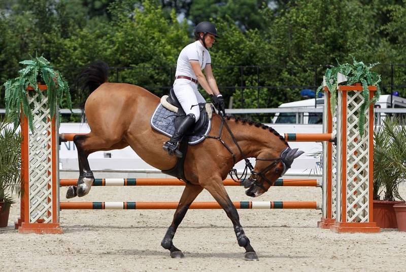 Zuzana Zelinková. Světový pohár CSI*** Olomouc. Závody pro šestileté a sedmileté koně.