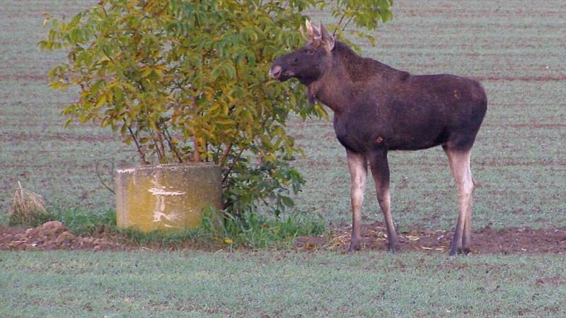 Z jednoho toulavého losa se vyklubali dva