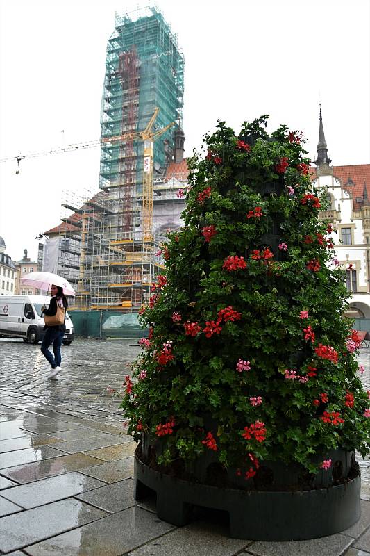 Instalace muškátové výzdoby na Horním náměstí v Olomouci, 5. 6. 2020