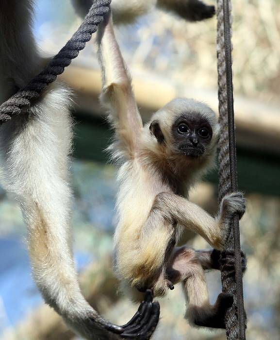 Mládě gibona v olomoucké zoo