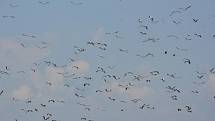 Ornitologové v těchto dnech zaznamenali stovky čápů bílých, jak se zastavují na cestě do Afriky na polích s přemnoženými hraboši. Na Hané mají hody. Na snímku početné hejno u Vrbátek.