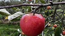 Samosběr jablek ve Srbeni, 17. září 2022