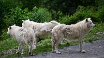 Safari Amerika v olomoucké zoo na Svatém Kopečku, 17. 6. 2020