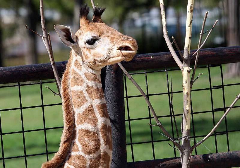 Žirafí sameček Salongo v olomoucké zoo