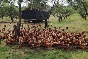 Rodinná farma Savana u Bouzova - slepice na venkovní "pastvině"