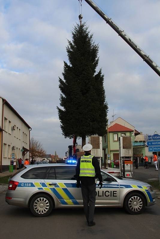 Krásný mohutný smrk dorazil v neděli z Dubu nad Moravou na olomoucké Horní náměstí. Příští neděli bude slavnostně rozsvícen a dostane své jméno.