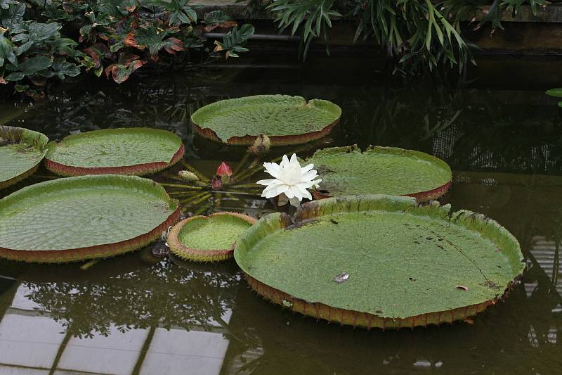 Kvetoucí leknín Viktorie Cruzova v tropickém skleníku na olomouckém výstavišti Flora