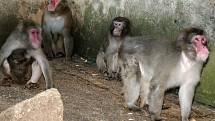 Makakové v olomoucké zoo