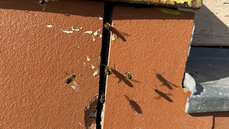 Pracovitá včela zednice se zabydlela na hotelu v centru Olomouce, 9. dubna 2024