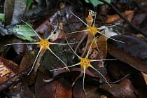 Hvězdnatka zdobená z Bornea - Olomoučtí přírodovědci objevili v tropických deštných lesích ostrova Borneo další dva nové druhy hvězdnatky. Jednu z nich pojmenovali Thismia ornata, česky hvězdnatka zdobená (na snímku).
