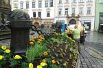 Instalace květinové výzdoby na Sloupu Nejsvětější Trojice na Horním náměstí v Olomouci. 10. června 2020