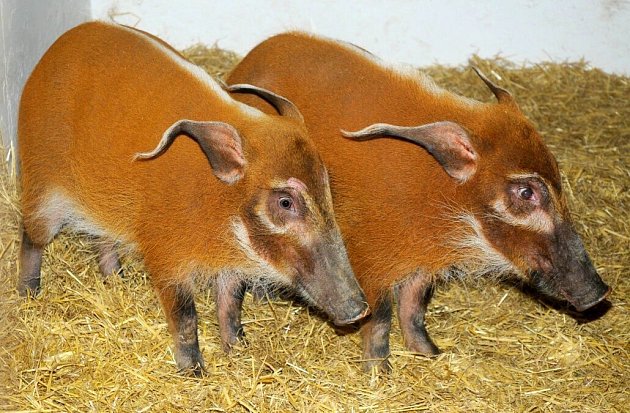 Štětkoun africký v olomoucké zoo