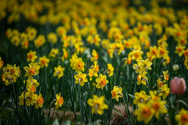 Jarní etapa květinové a zahradnické výstavy Flora Olomouc, 21. dubna 2022.