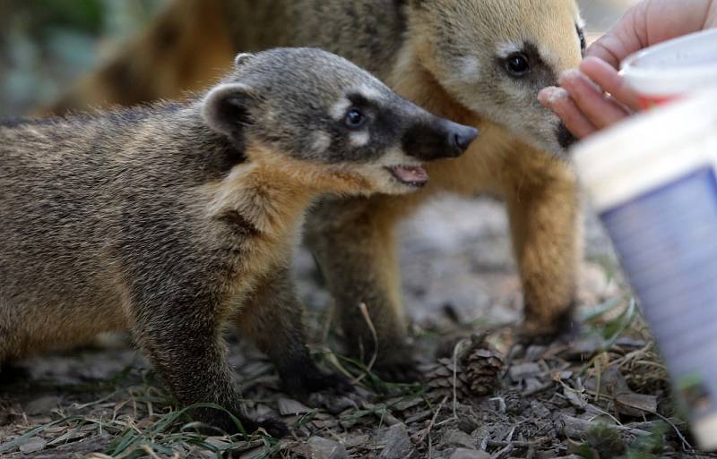 Nosálí mláďata v olomoucké zoo